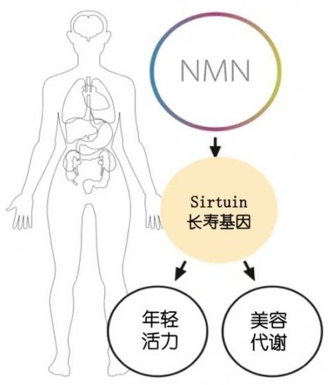nmn-3 nmn-3
