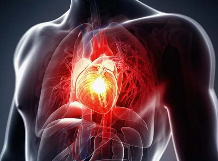 mangiferin powder-3 mangiferin powder-3